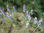 Mountain flowers