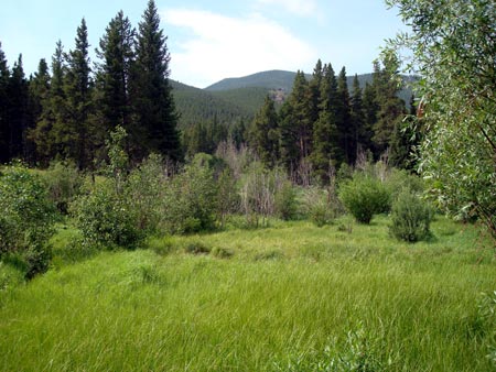 Meadow between AUM dormitories