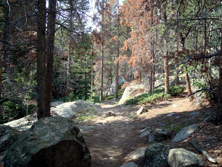 Boulders and pines