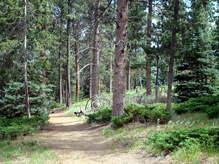 Forest