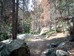 Mountain forest trail