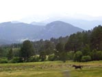 Field with galloping horse