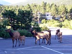 Elk family