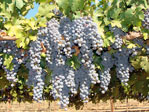 Grapes