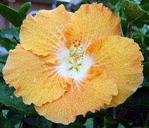 Hibiscus, Auroville's flower
