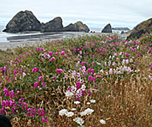 Oregon coast