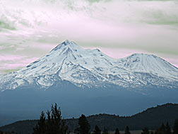 shasta