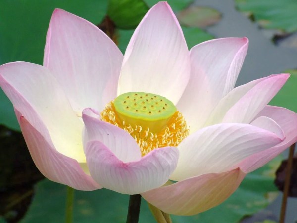 Beautiful pink lotus blossom