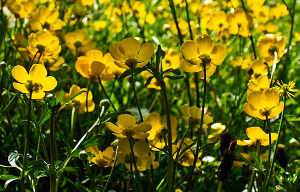 Yellow flowers
